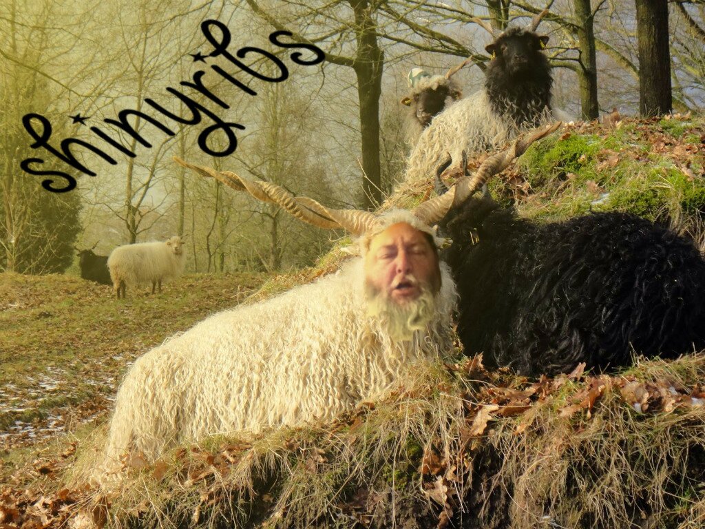 shinyribssheep